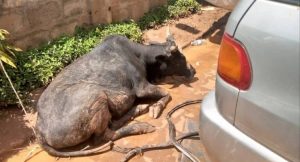 Police Rescues Two Cows And Goats From A Speeding Stolen Car